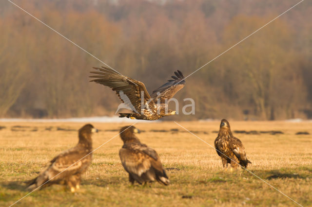 Zeearend (Haliaeetus albicilla)