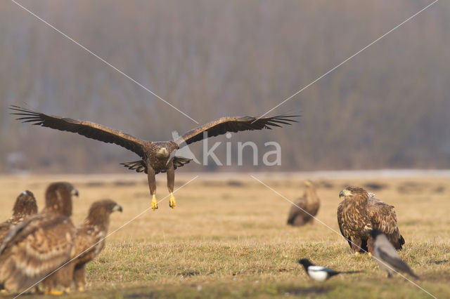 Zeearend (Haliaeetus albicilla)