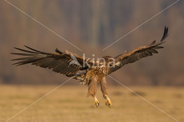 White-tailed Sea Eagle (Haliaeetus albicilla)