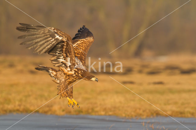 White-tailed Sea Eagle (Haliaeetus albicilla)