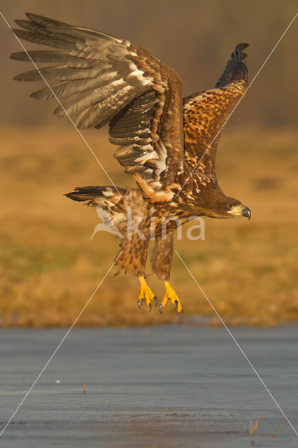 White-tailed Sea Eagle (Haliaeetus albicilla)