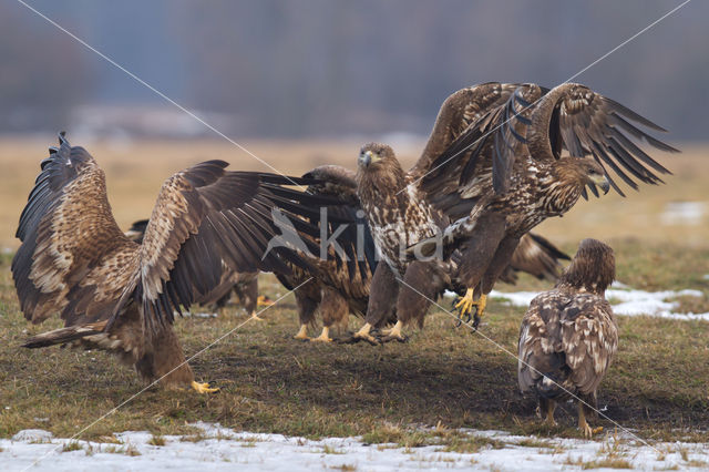 Zeearend (Haliaeetus albicilla)