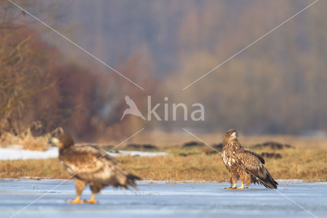 Zeearend (Haliaeetus albicilla)