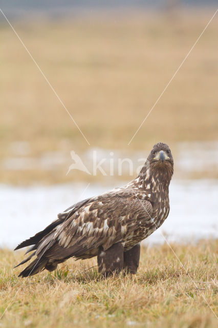 White-tailed Sea Eagle (Haliaeetus albicilla)