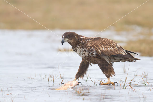 Zeearend (Haliaeetus albicilla)