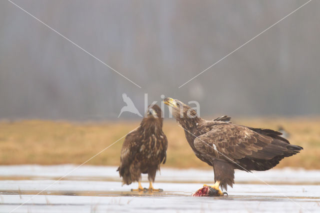 Zeearend (Haliaeetus albicilla)