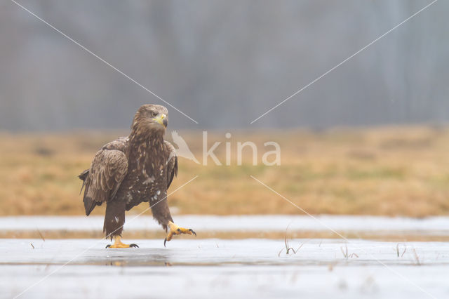 Zeearend (Haliaeetus albicilla)