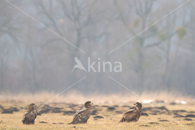 Zeearend (Haliaeetus albicilla)