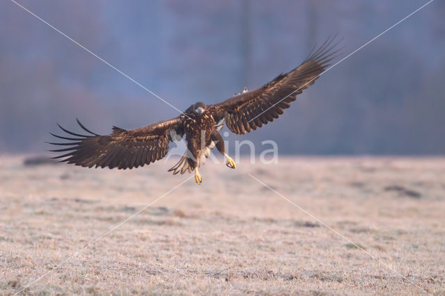 Zeearend (Haliaeetus albicilla)