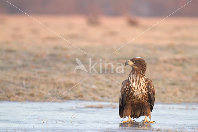 Zeearend (Haliaeetus albicilla)