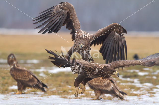 Zeearend (Haliaeetus albicilla)