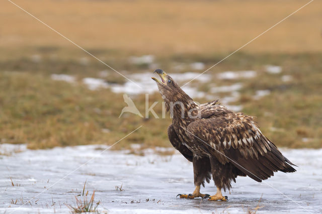 Zeearend (Haliaeetus albicilla)