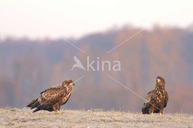 Zeearend (Haliaeetus albicilla)