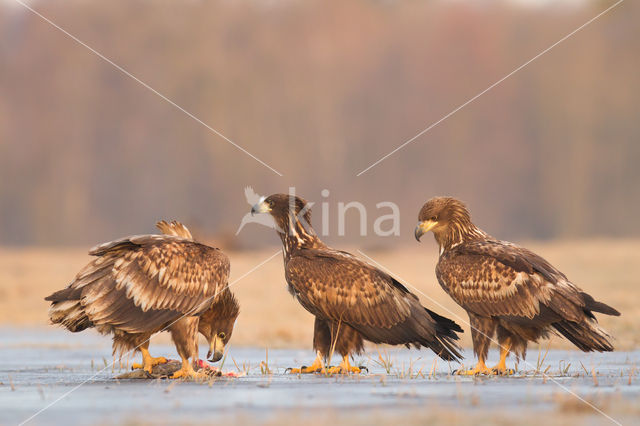 Zeearend (Haliaeetus albicilla)