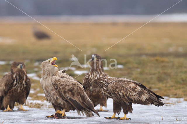 Zeearend (Haliaeetus albicilla)