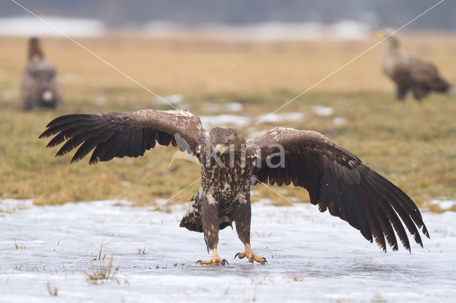 White-tailed Sea Eagle (Haliaeetus albicilla)