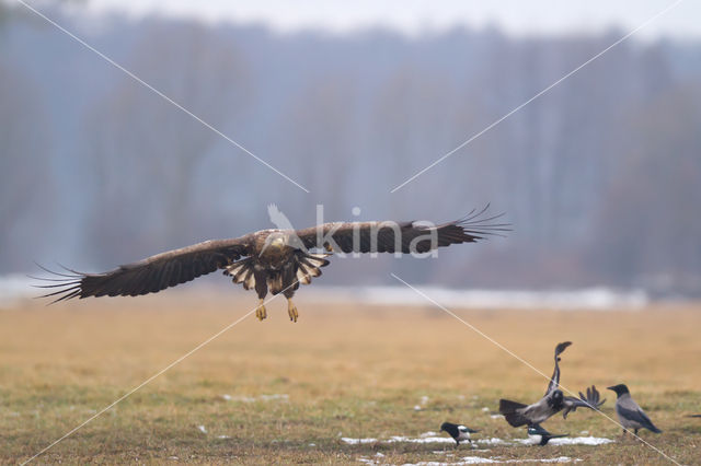 Zeearend (Haliaeetus albicilla)