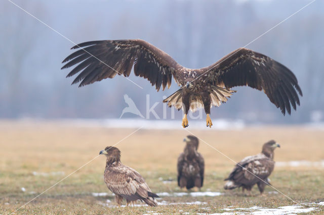 Zeearend (Haliaeetus albicilla)