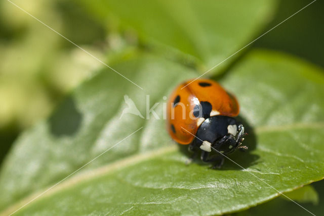 Zevenstippelig lieveheersbeestje (Coccinella septempunctata