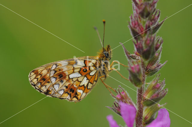 Small Pearl-Bordered Fritillary (Boloria selene)