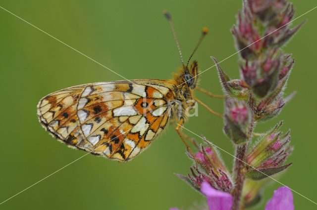 Small Pearl-Bordered Fritillary (Boloria selene)