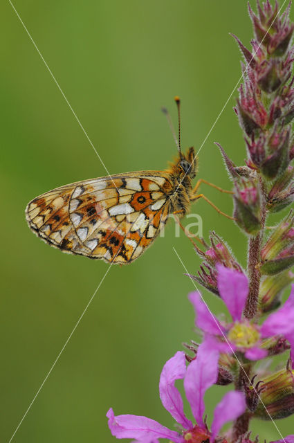 Small Pearl-Bordered Fritillary (Boloria selene)