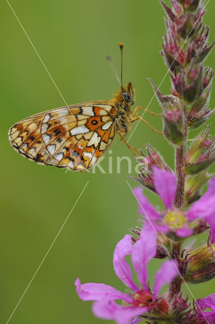 Small Pearl-Bordered Fritillary (Boloria selene)