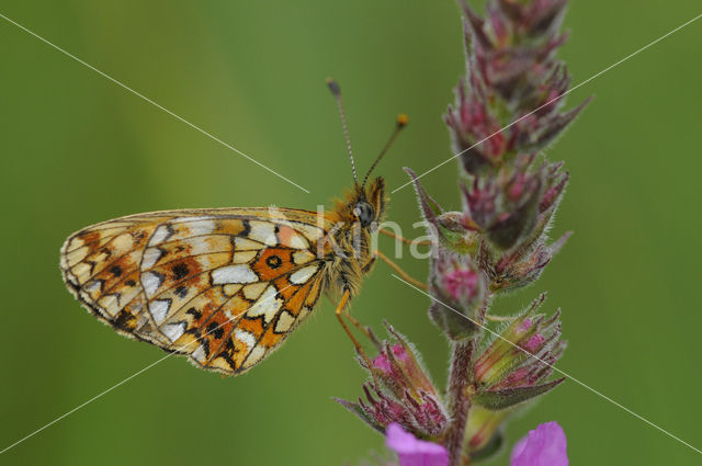 Small Pearl-Bordered Fritillary (Boloria selene)