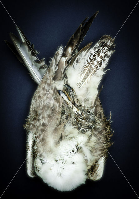 Herring Gull (Larus argentatus)