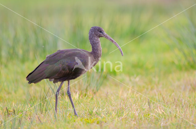 Zwarte Ibis (Plegadis falcinellus)