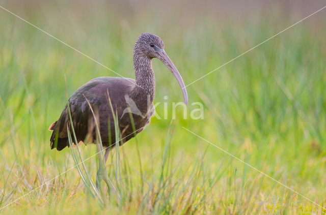 Glossy Ibis (Plegadis falcinellus)