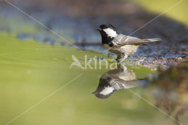 Zwarte Mees (Parus ater)