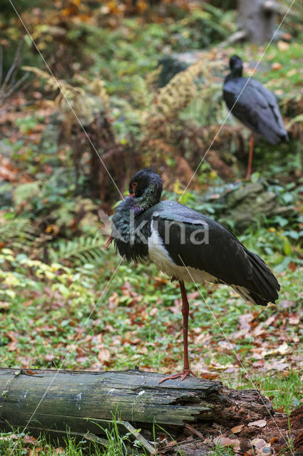 Zwarte Ooievaar (Ciconia nigra)