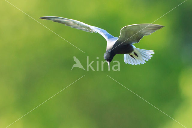 Black Tern (Chlidonias niger)