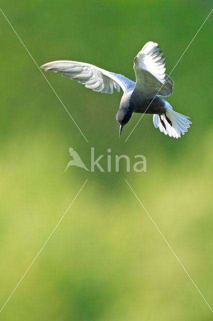 Black Tern (Chlidonias niger)
