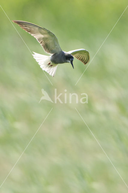 Black Tern (Chlidonias niger)