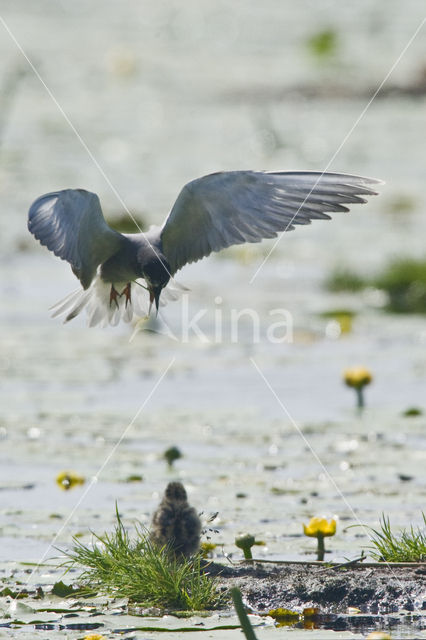 Black Tern (Chlidonias niger)