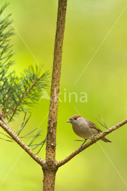 Blackcap (Sylvia atricapilla)