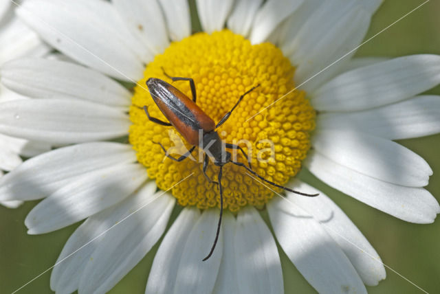 Stenurella melanura