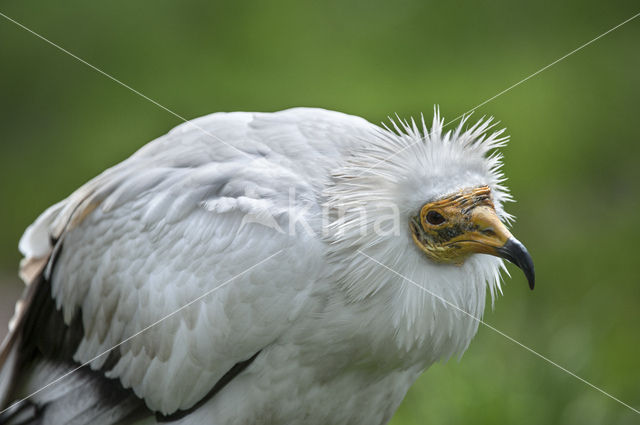 Egyptian vulture (Neophron percnopterus)