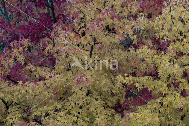 sugar maple (Acer saccharum)