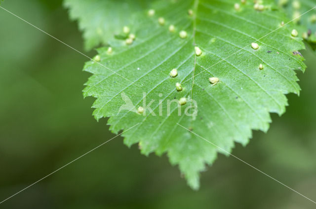 elm leafgall mite (Aceria campestricola)