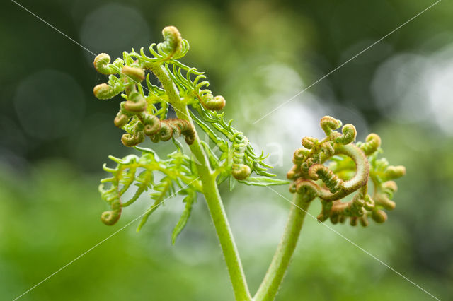 Western brackenfern (Pteridium aquilinum)