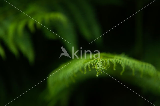 Western brackenfern (Pteridium aquilinum)