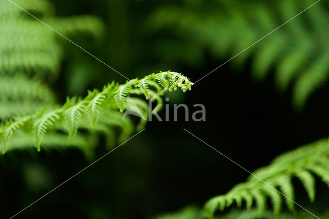 Western brackenfern (Pteridium aquilinum)