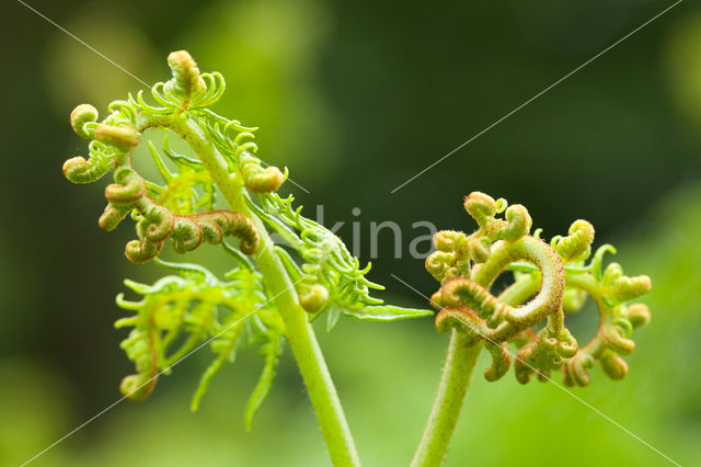 Western brackenfern (Pteridium aquilinum)