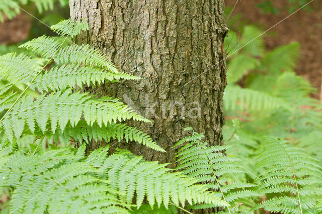 Western brackenfern (Pteridium aquilinum)