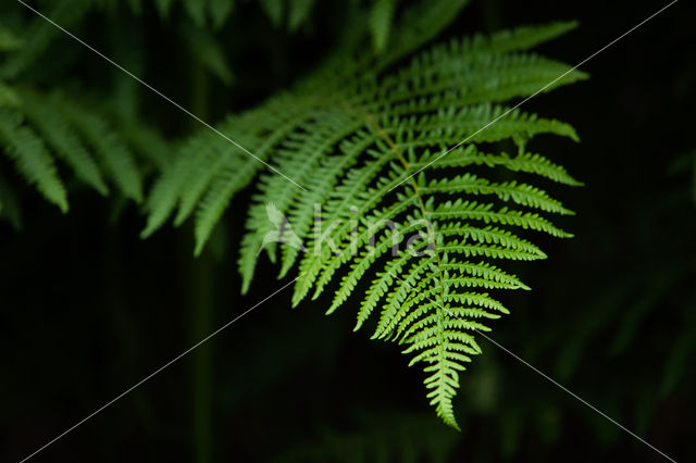 Western brackenfern (Pteridium aquilinum)