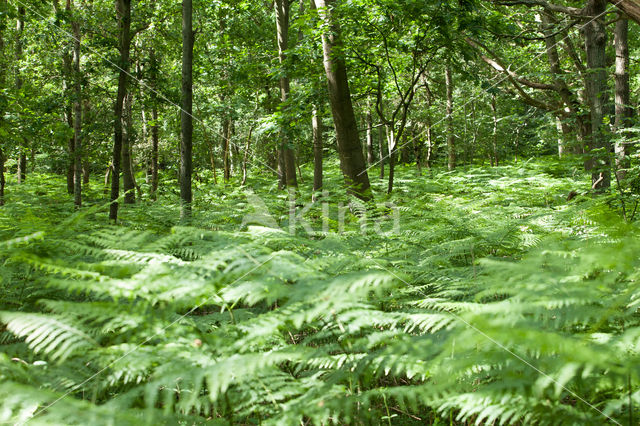 Western brackenfern (Pteridium aquilinum)