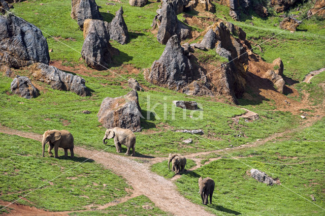 Afrikaanse olifant (Loxodonta africana)